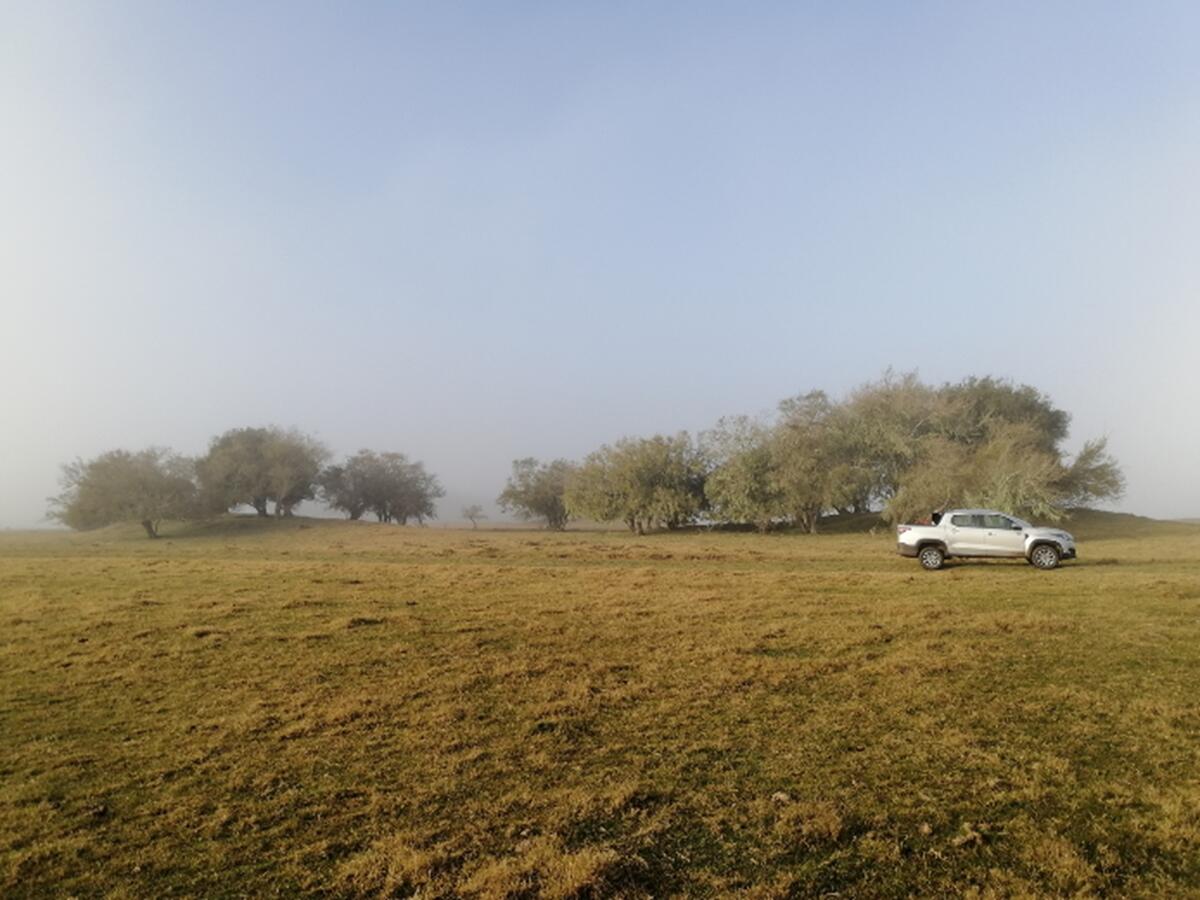 grassland with tree-covered mounds