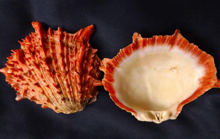 spiky shell of a sea creature, bright orange outside, white inside