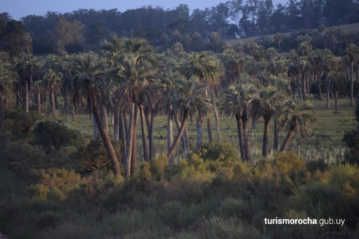 butiá palm trees grove of plam trees