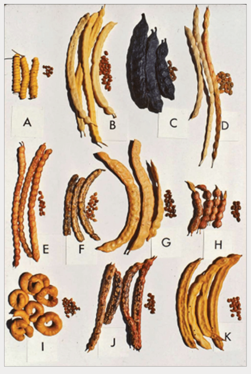11 different types of carob, long lumpy beans and next to each variety a small pile of seeds
