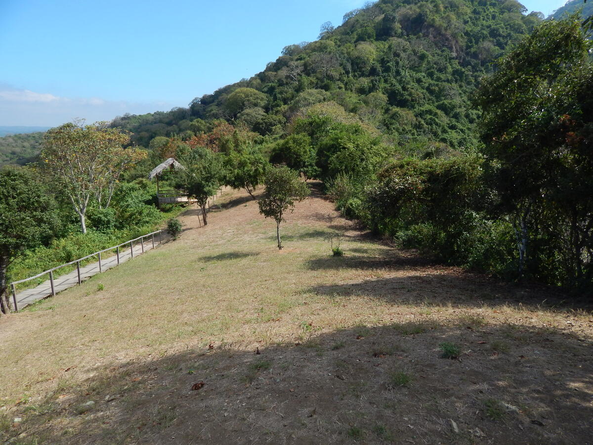 gently sloping grassy hillside with trees along one side and at the end