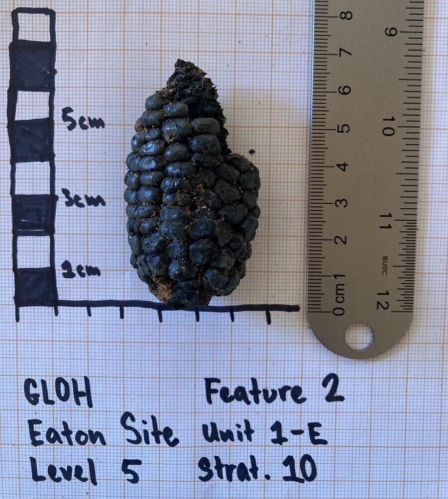 short, blackened corn cob against graph paper background, 7 by 4 centimeters.