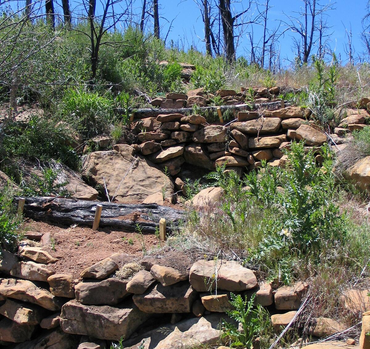 Hillside with rock walls and logs running across it. Crops grew on the flat areas behind the walls.