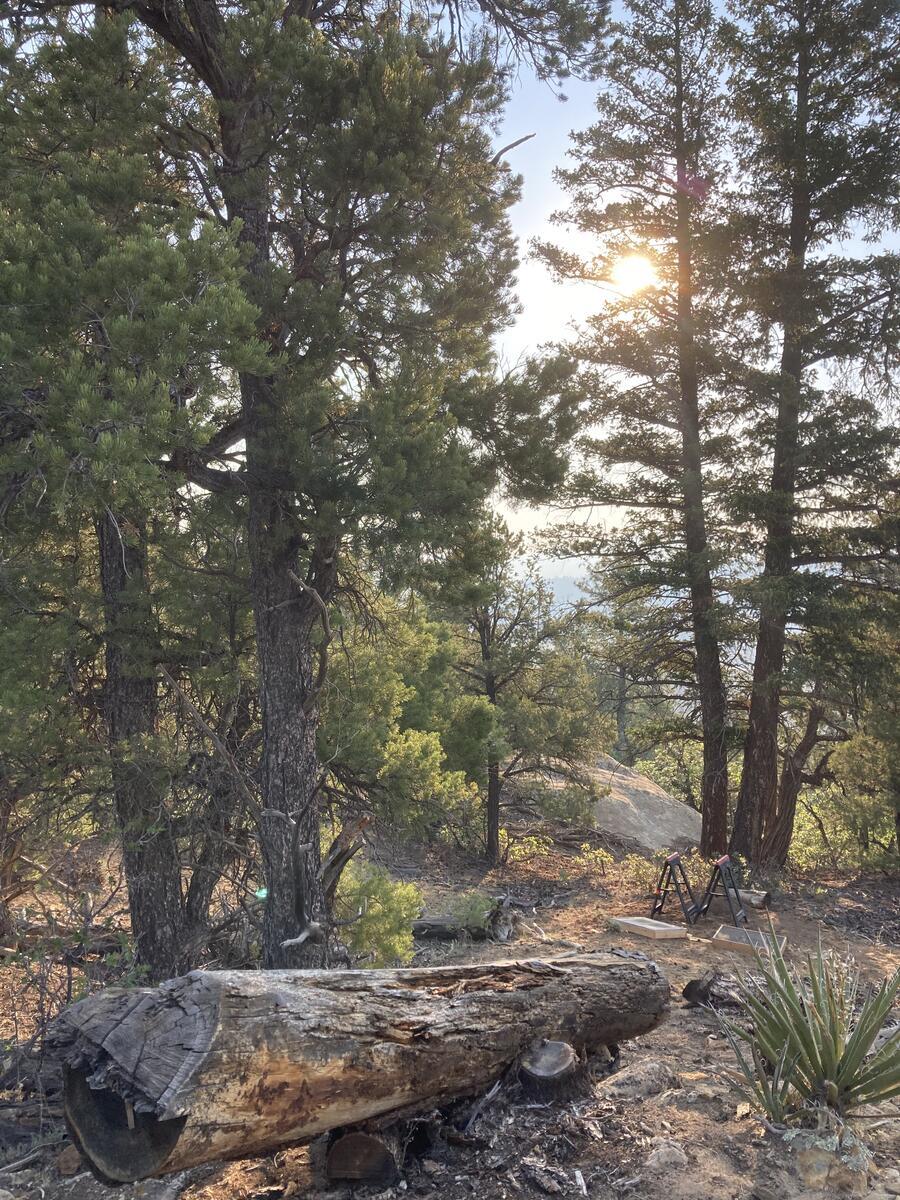 Sparse pine forest at sunset. Between the trees, a distant valley is visible.