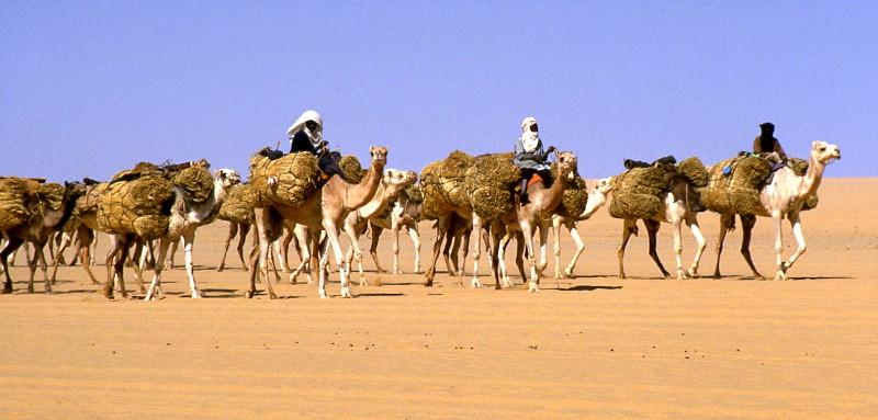 Salt caravan in Niger