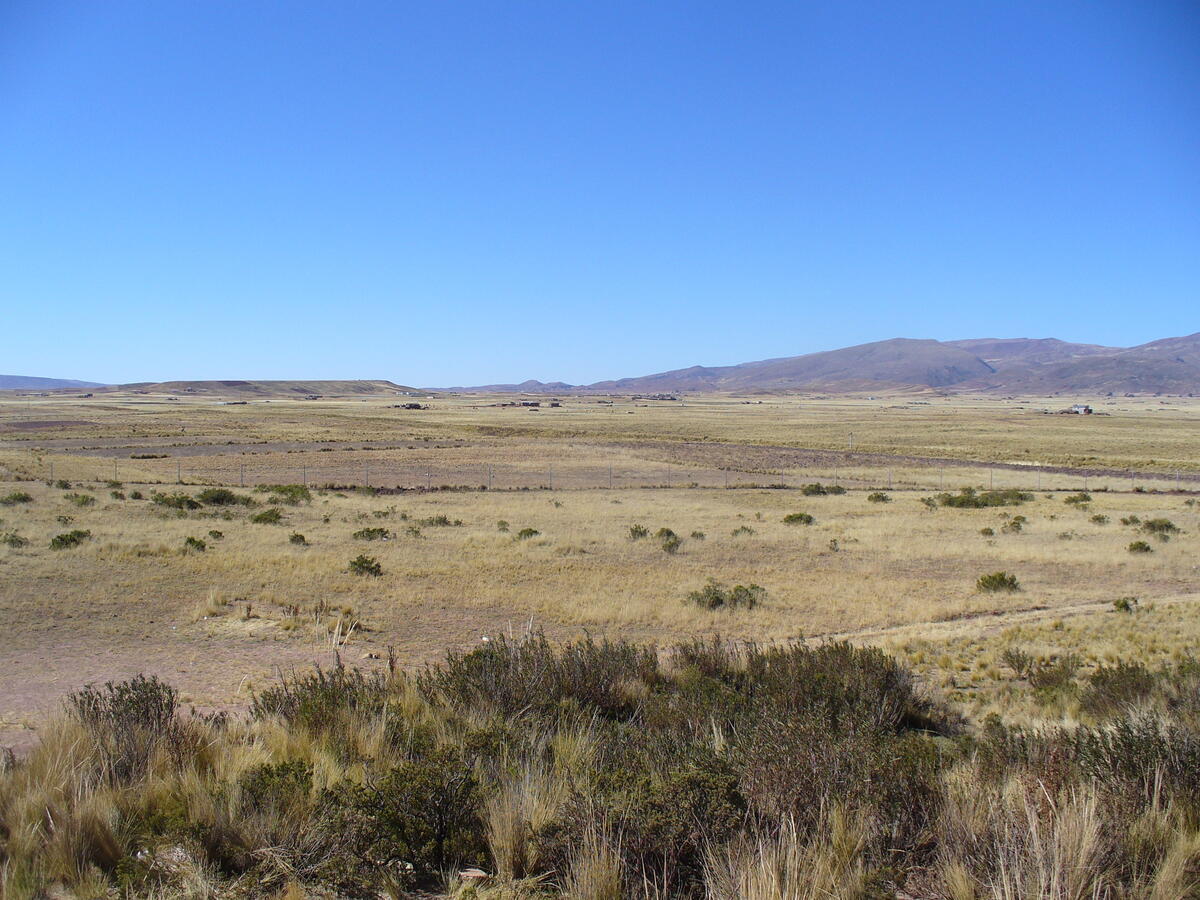the altiplano plain with low grass and shrubs, very blue sky