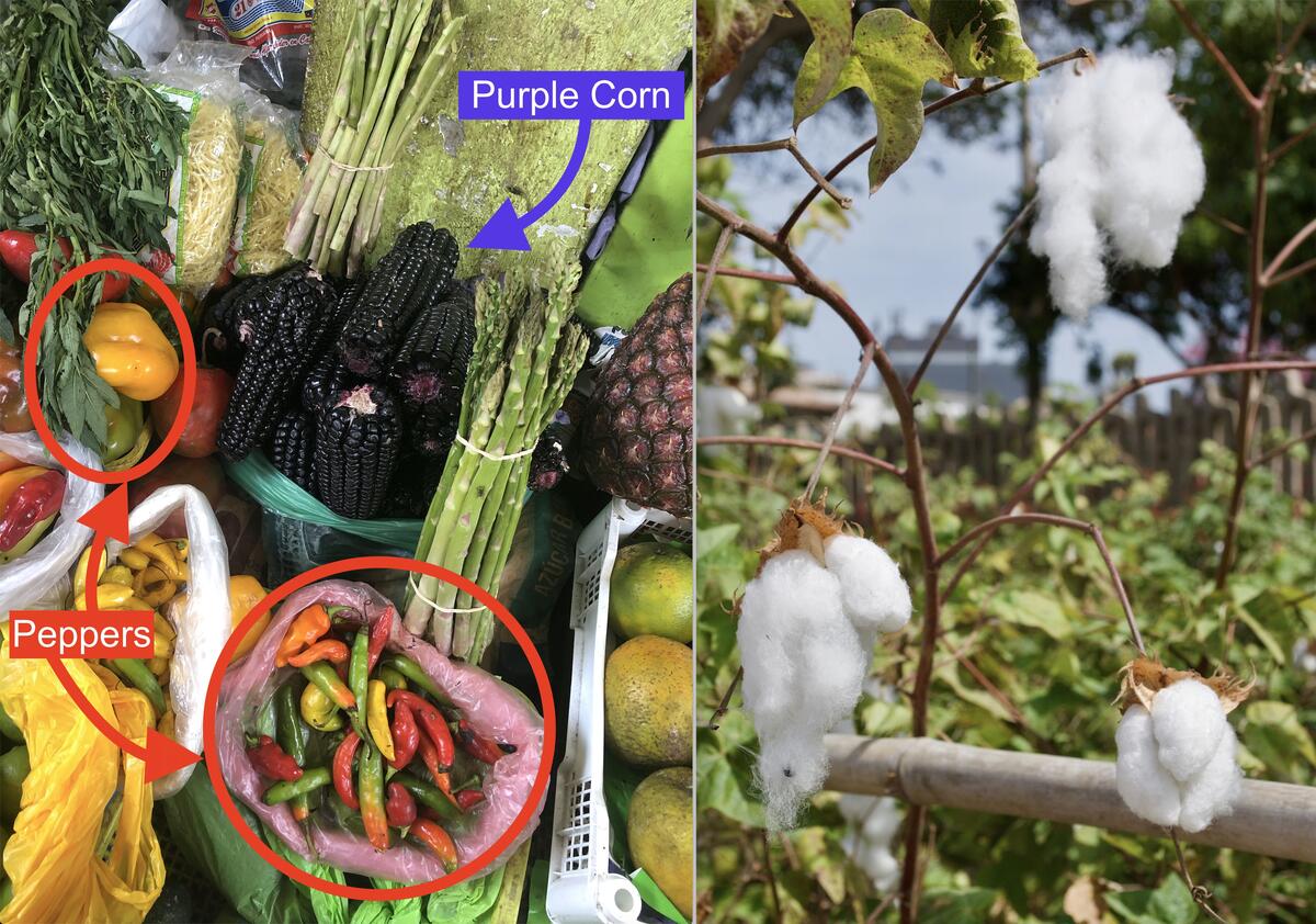 peppers, purple corn and cotton bolls