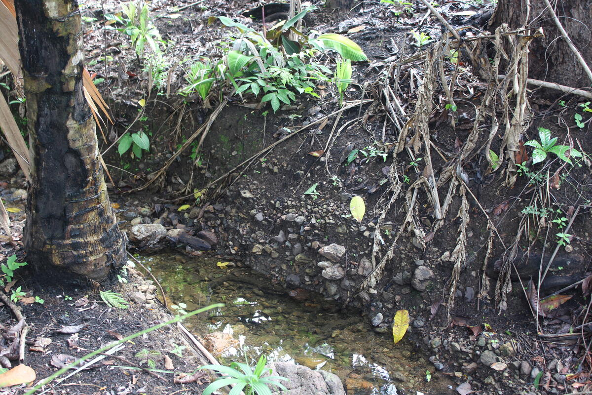 steep banks on either side of a very small stream, vegetation on either side of the stream
