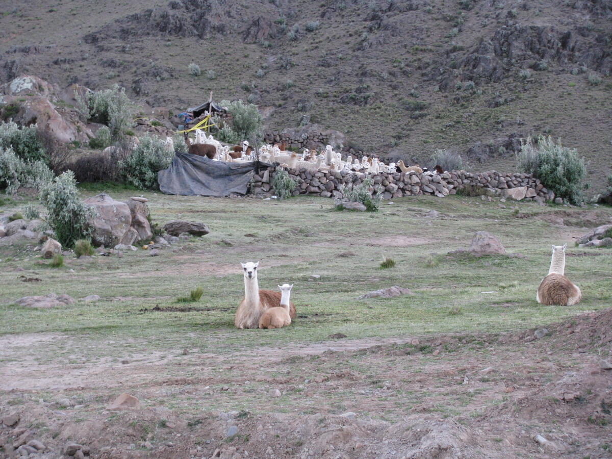 hillside with very short grass, three llamas lying down in the distance