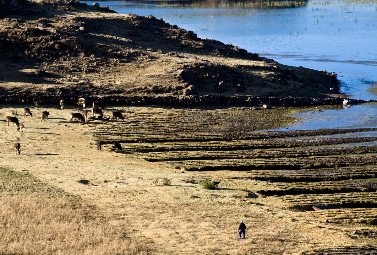 Raised fields in the altiplano in Silustani, Peru field on left, long raised rows running horizontally on the right, water in the distance